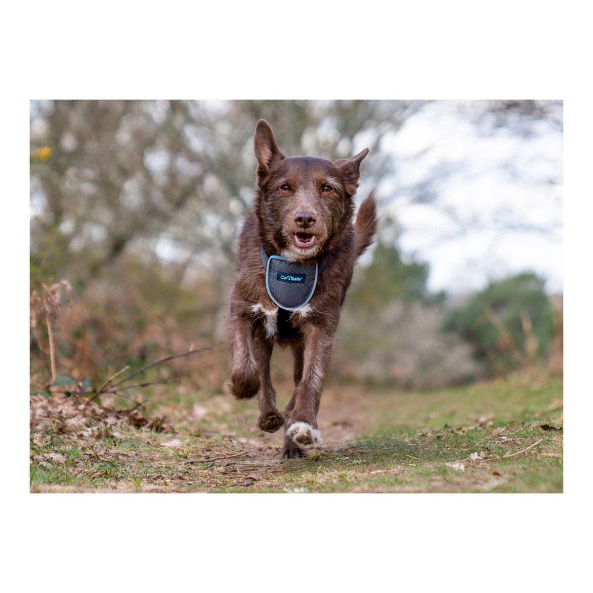 Company of Animals Hundegeschirr CarSafe Schwarz XS – Produktansicht 5