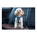 Company of Animals Hundegeschirr CarSafe Schwarz XS – Produktansicht 6