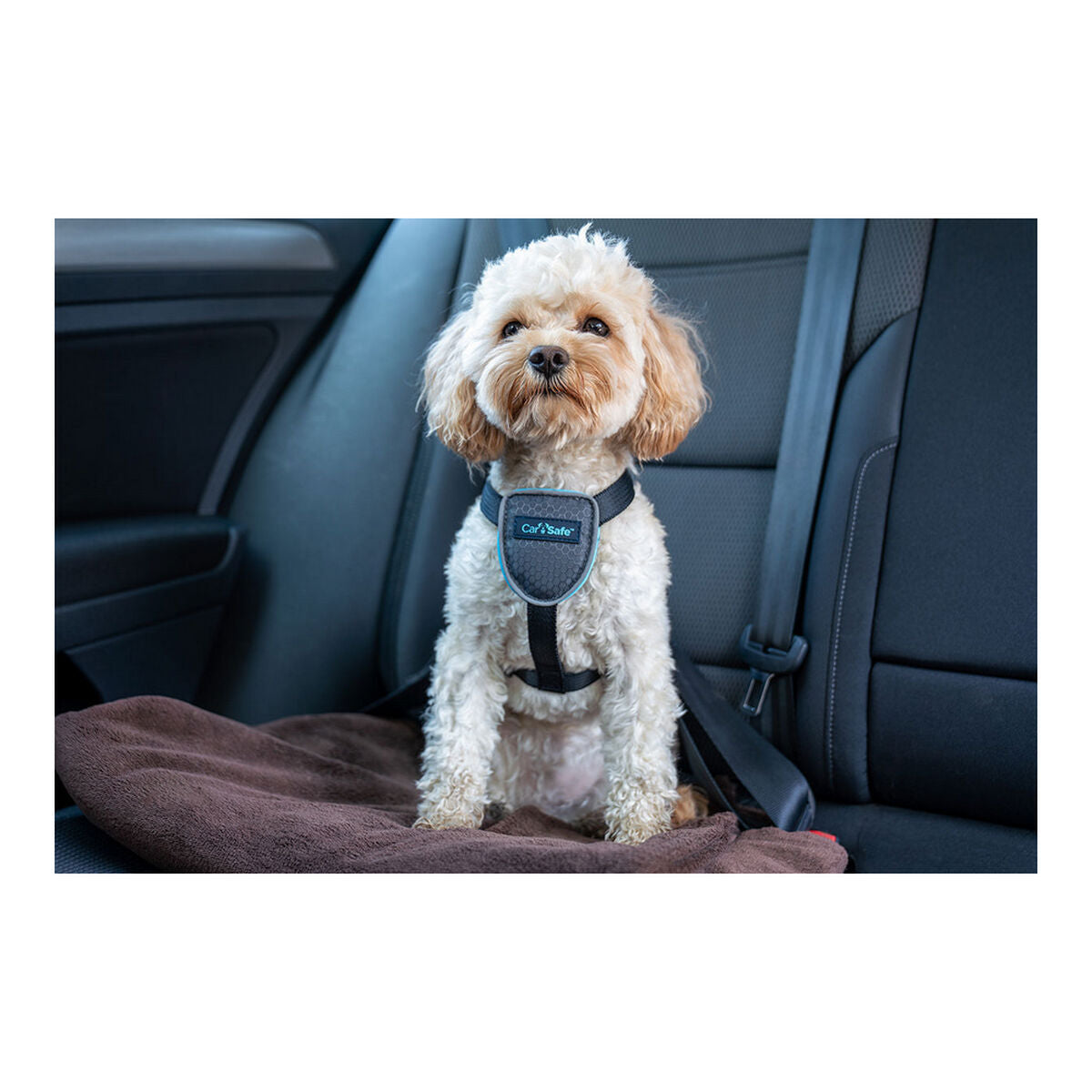 Company of Animals Hundegeschirr CarSafe Schwarz XS – Produktansicht 6