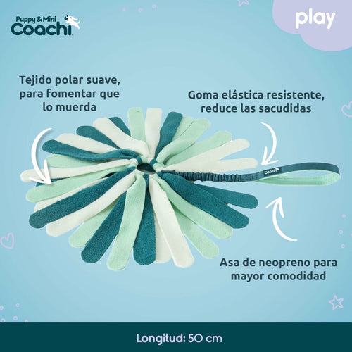 Coachi Hundespielzeug PUPPY & MINI TUGGI SPIDER Grün