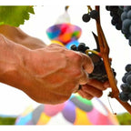 Campo Viejo Rotwein 1,2 kg – Produktansicht 5