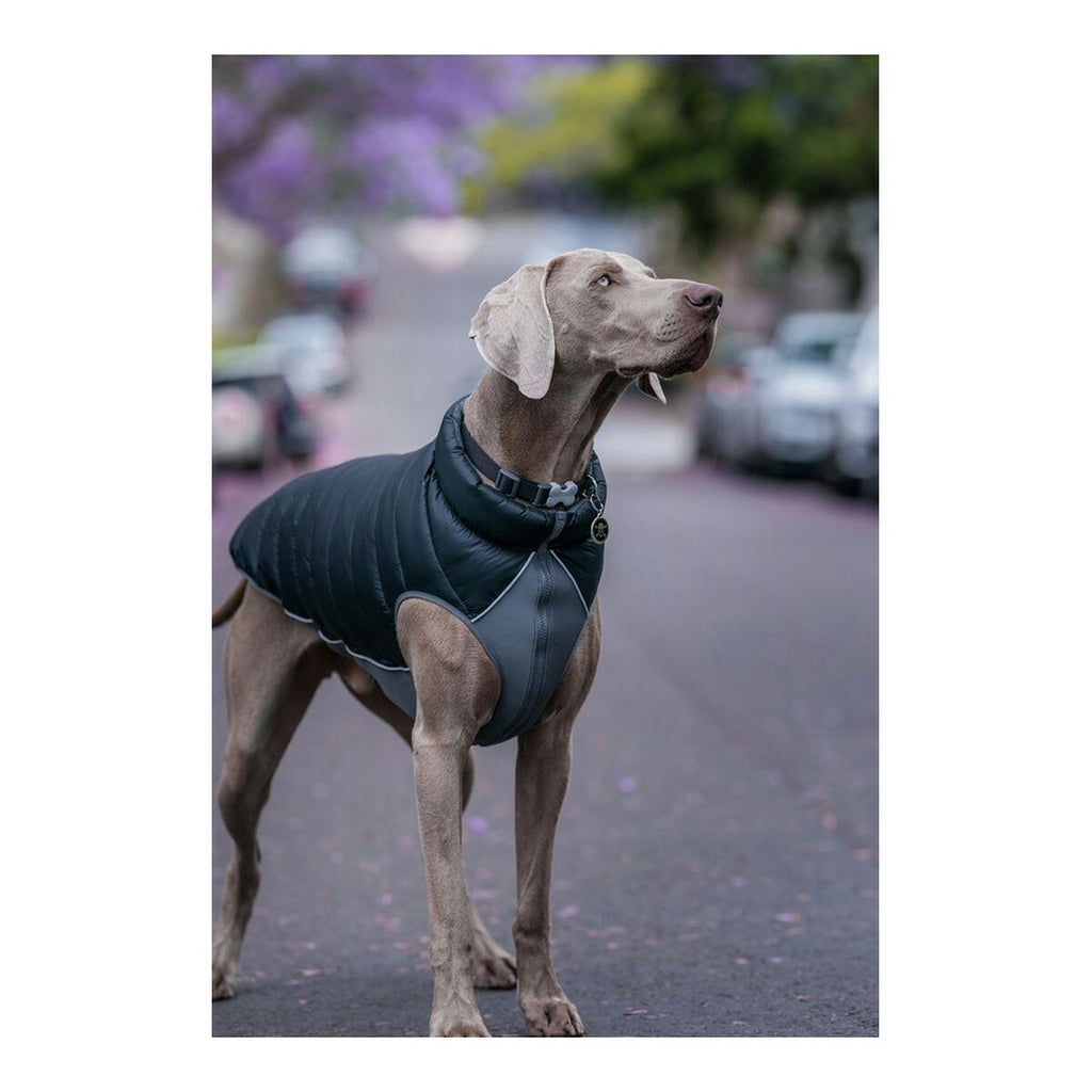 Rot Dingo Hundemantel Puffer Schwarz/Grau 25 cm – Produktansicht 3