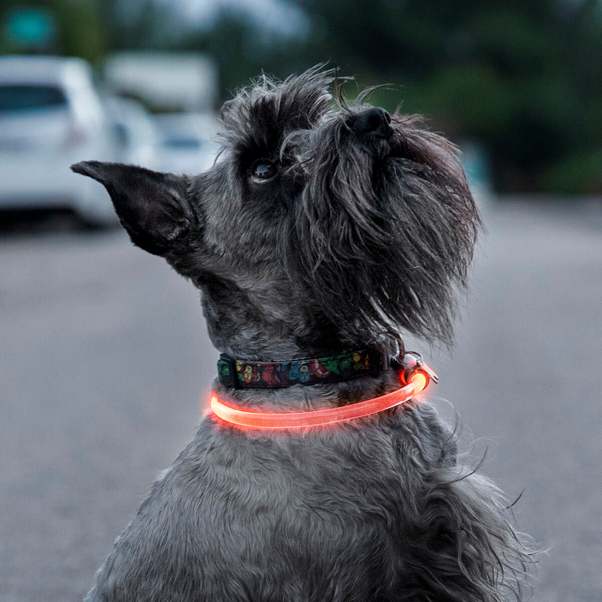 InnovaGoods LED-Halsband für Haustiere Petlux – Produktansicht 2