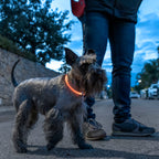 InnovaGoods LED-Halsband für Haustiere Petlux – Produktansicht 8